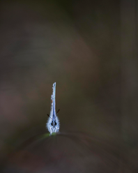 FAUNA1.png