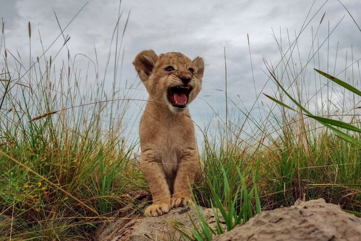 lion.jpg