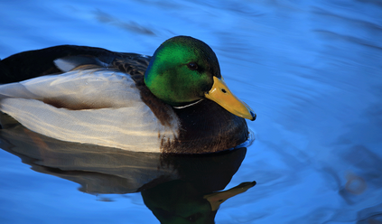 BLUE.png