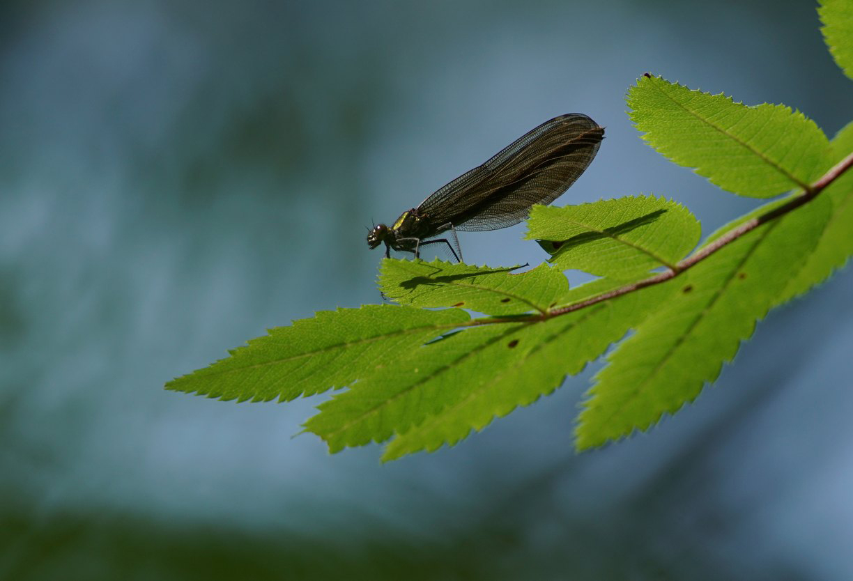 Våra bästa tips för att fotografera makro