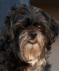 ewok_0.jpg