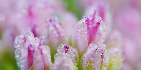 sony-fe-50-2-8-macro_0.jpg
