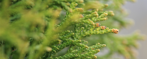 canon-ef-100-2-8l-is-usm-macro-1-1_0.jpg