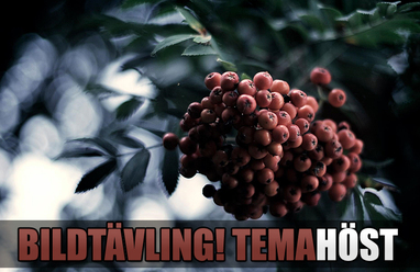 tavling-host_0.jpg