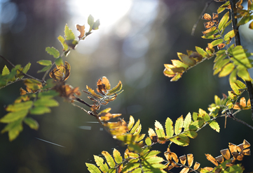 zeiss-otus-85mm-f-1-4_0.jpg