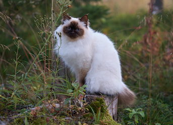 titta-en-katt_0.jpg
