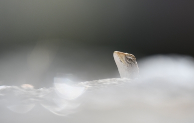 nikon-d500_0_1.jpg