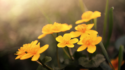 glad-midsommar-_0.jpg