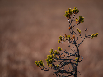 tamron-sp-150-600mm-g2_0.jpg