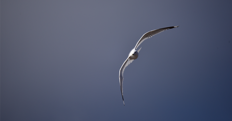 sigma-100-400-5-6-3-dg-os-contemporary_0.png