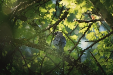 sony-fe-100-400-4-5-5-6-gm_0.jpg