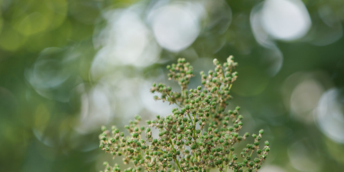 sony-fe-70-200-2-8-gm-oss_0.jpg
