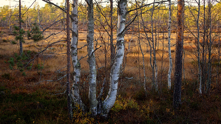 samyang-50mm-t1-5-as-umc-vdslr_0.jpg