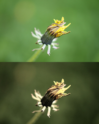 redigering-capture-nx2_0.jpg