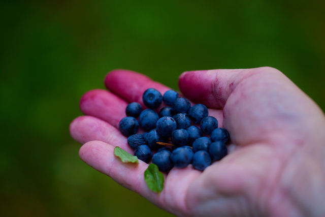 Canon RF 100 macro_10w.jpg