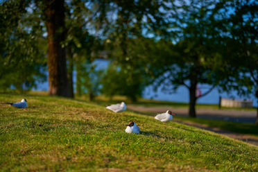 Sony 50mm f1.2_blogg.jpg