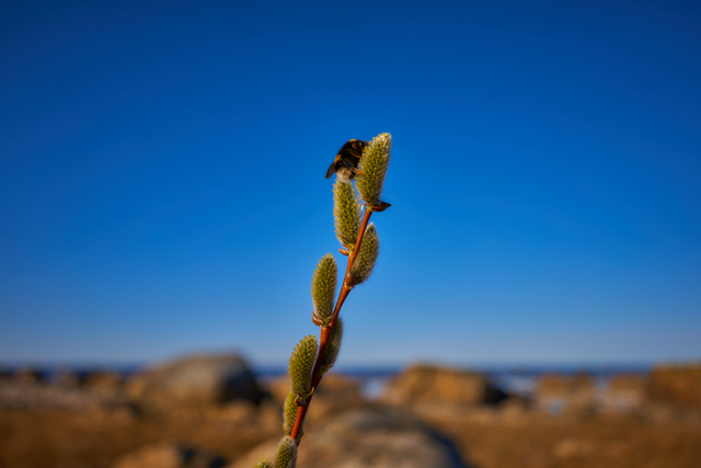 Sony 24mm f2.8_7w.jpg