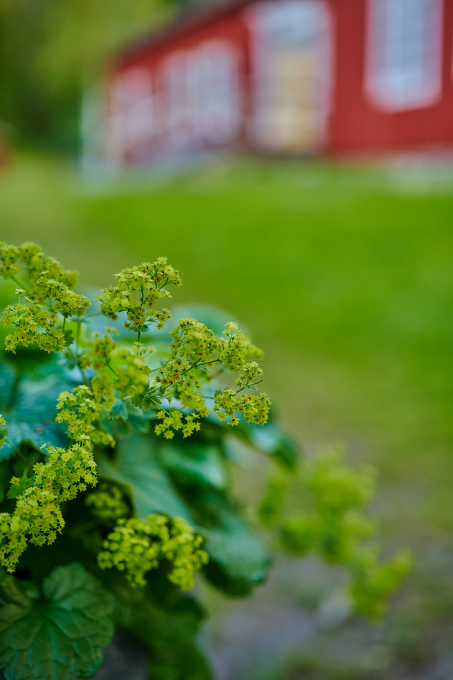 Nikon Z 50mm macro_12w.jpg