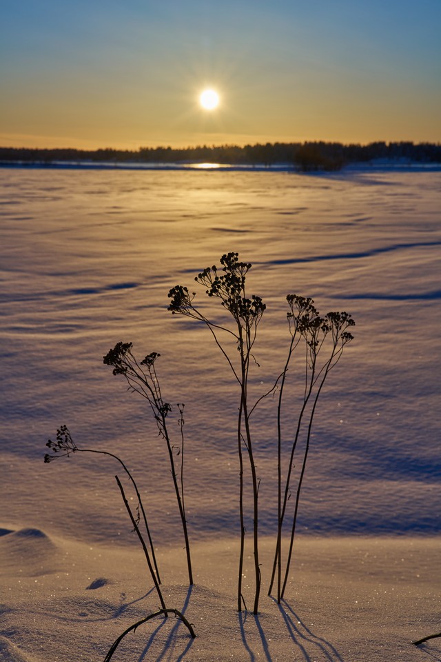 Sony FE 20-70mm f4_14w.jpg