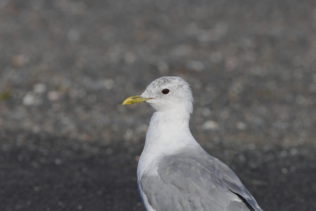 Canon RF 100-500_16w.jpg