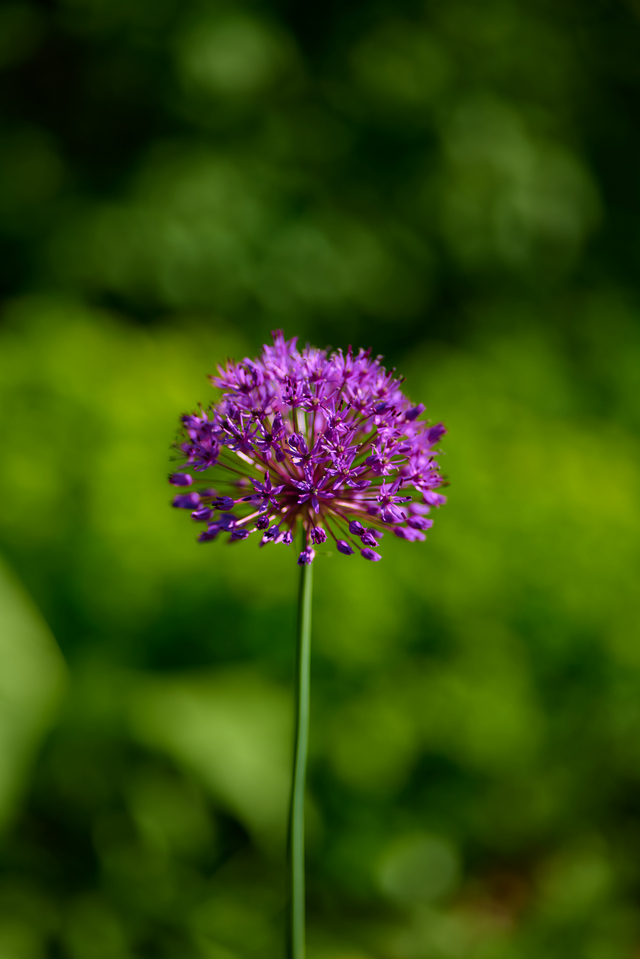 Panasonic S 85 f1.8_16w.jpg