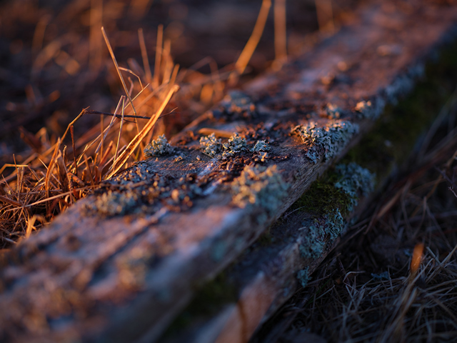 Fujifilm GF 80 f1,7_5w.jpg