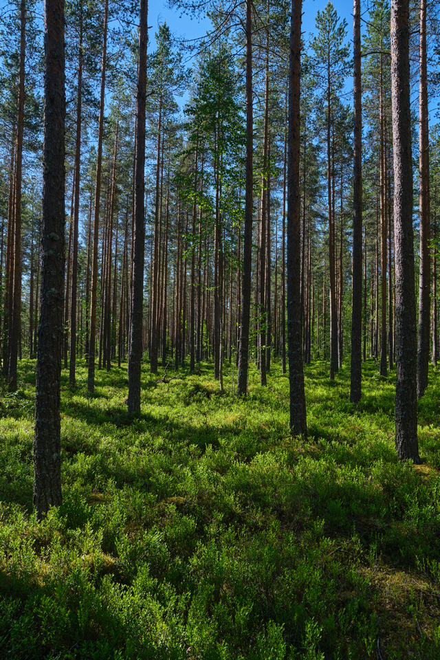 Tamron 17-70 f2.8 XF_19w.jpg