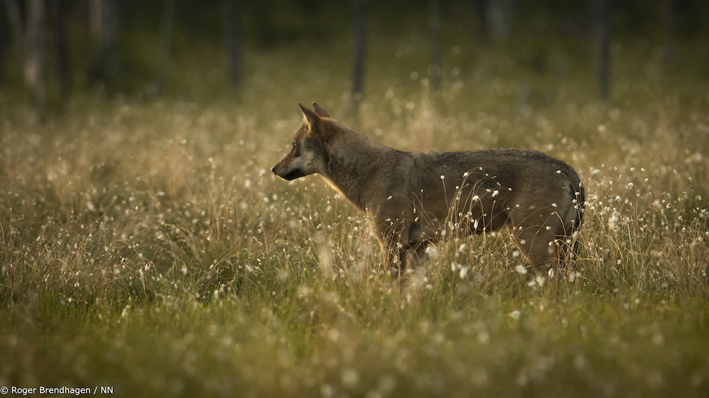 Foto- Roger Brendhagen-7.jpg