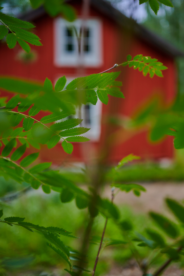 Nikon Z 50mm macro_23w.jpg