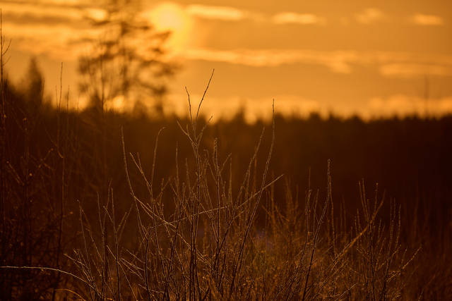 Nikon Z 100_400mm_16w.jpg