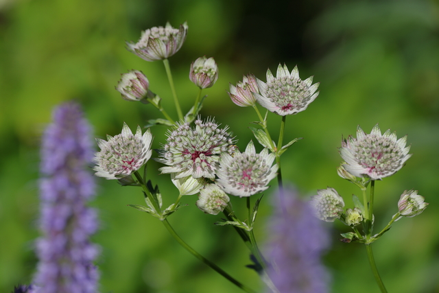 Canon RF 100-500_23w.jpg