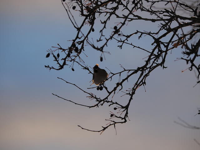 Olympus OM-1_16w.jpg