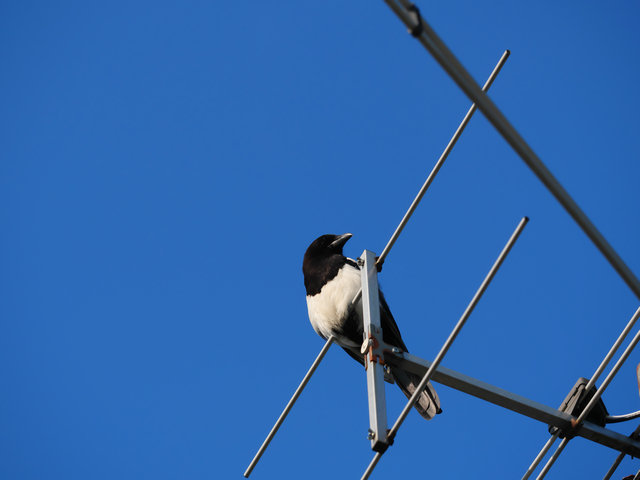 Panasonic GH5 II_6w.jpg