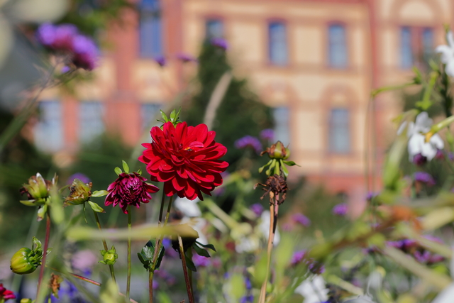 Canon RF 100-500_24w.jpg