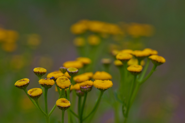 Laowa 100mm macro_8w.jpg