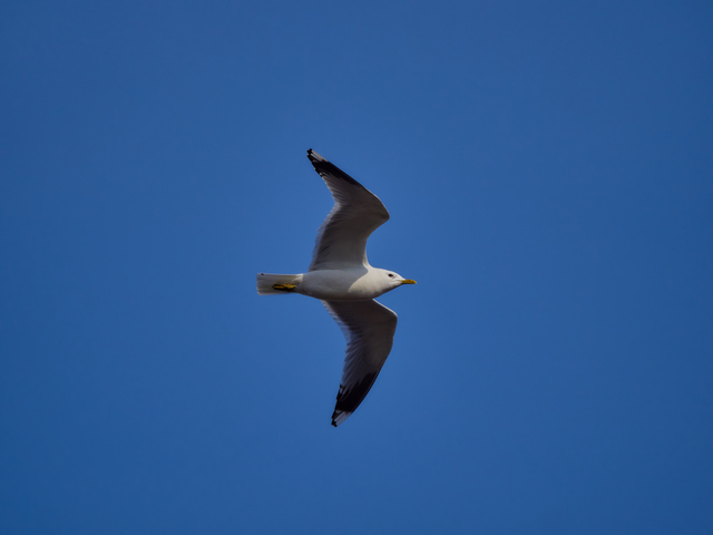 Olympus 150-400mm_19w.jpg