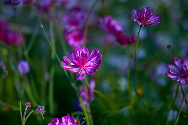 Sony 50mm f1.2_8w.jpg