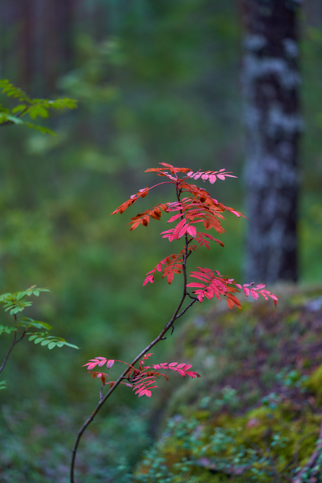 Voigtländer Macro 110mm_6w.jpg