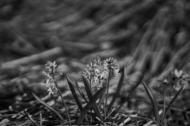 Samyang 75 f1,8_3w.jpg