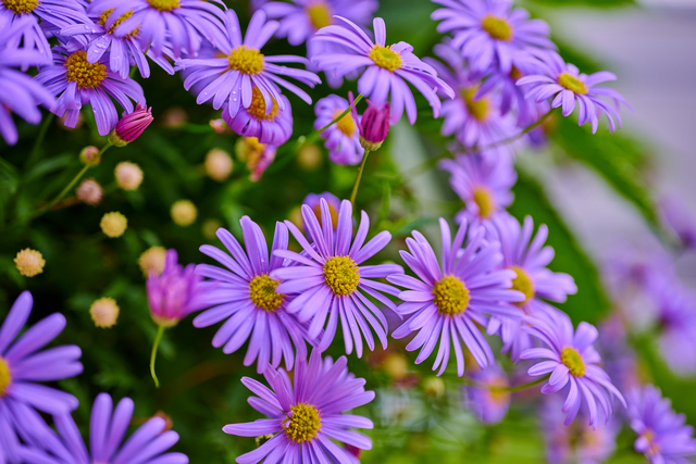 Nikon Z 50mm macro_7w.jpg