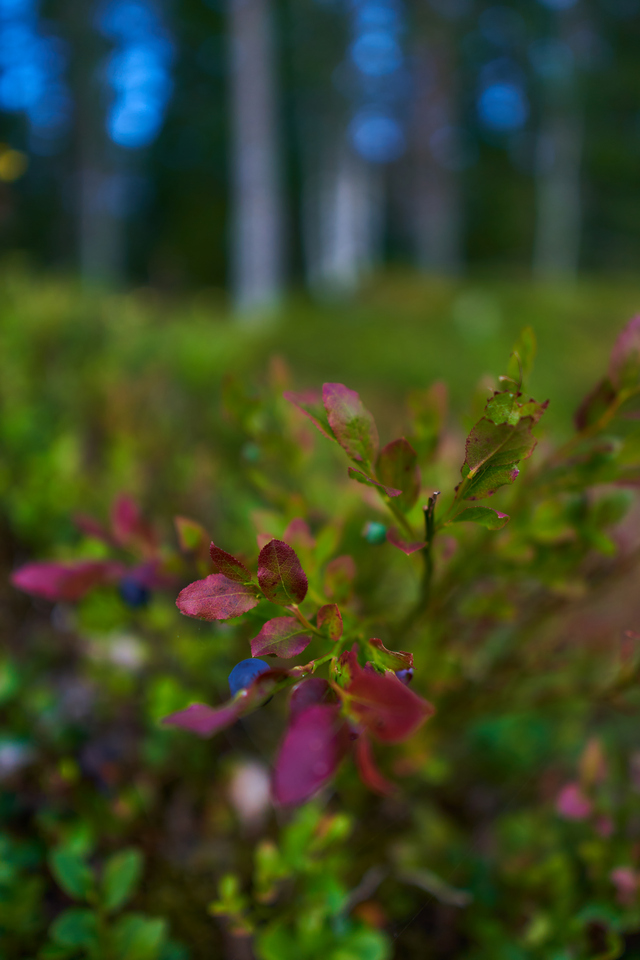 Sony 15mm f1.4_25w.jpg