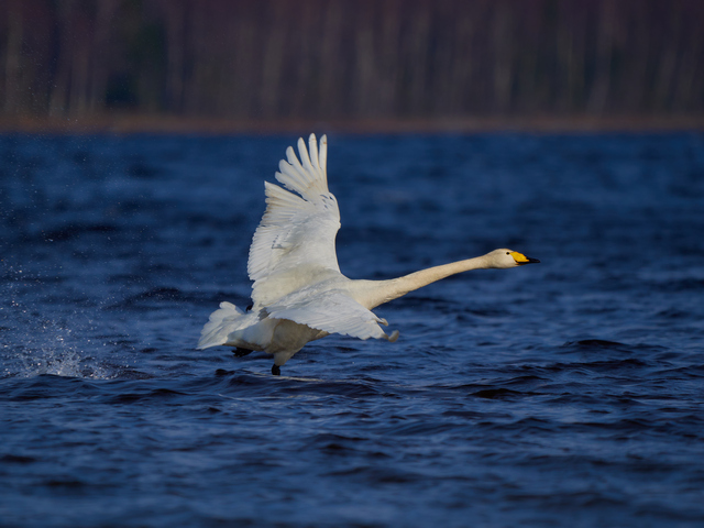 Olympus 150-400mm_13w.jpg