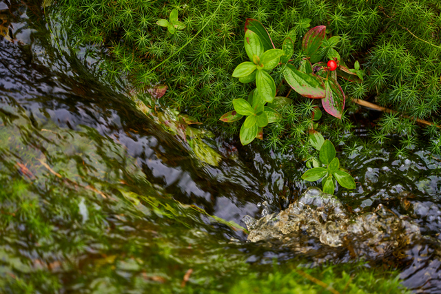 Voigtländer Macro 110mm_11w.jpg