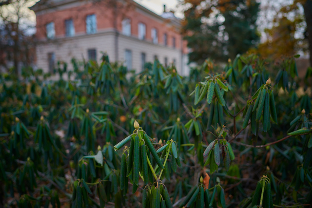 Nikon Z24_1.8S_25w.jpg