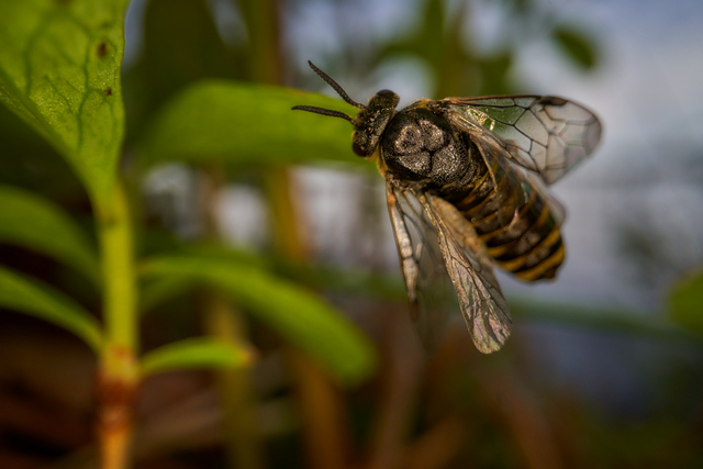 Laowa 24mm f14 probe_8w.jpg