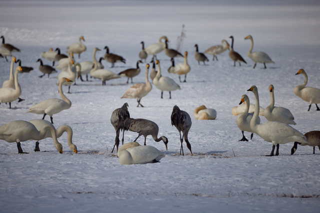 Canon RF 800 f11_14w.jpg