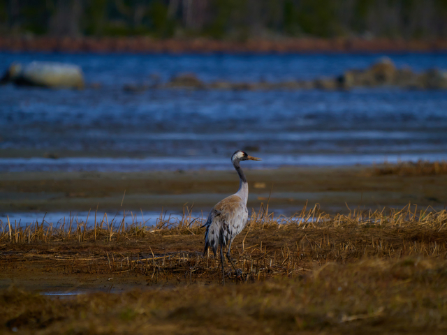 Olympus 150-400mm_25w.jpg