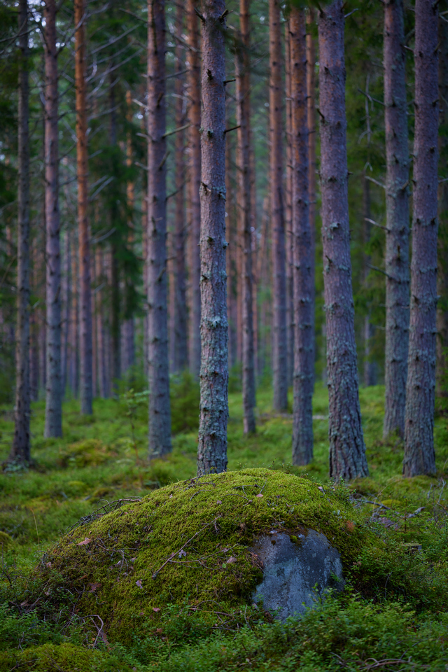 Canon RF 100 macro_7w.jpg