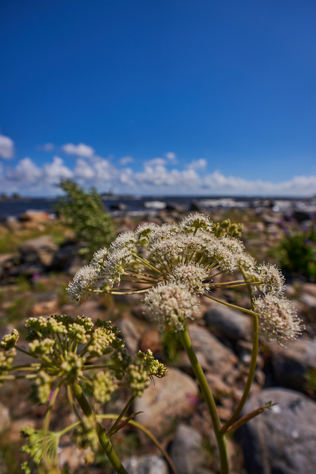 Sony E 10-20mm f4_10w.jpg