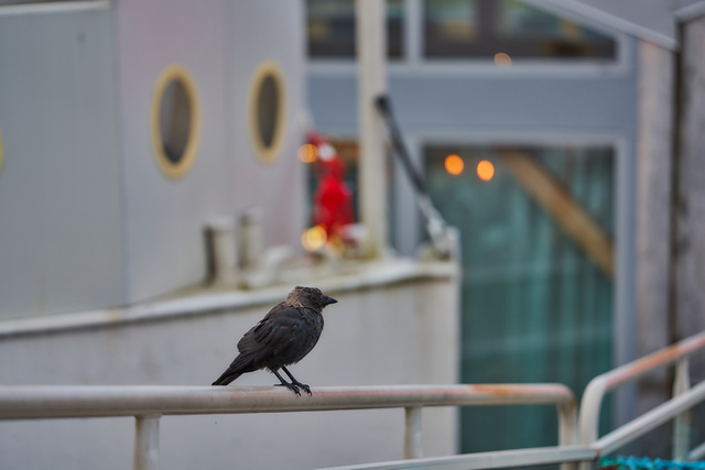 Voigtländer Macro 110mm_20w.jpg